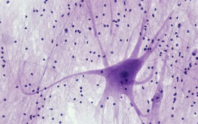 Accompagner l’impact neurobiologique du trauma avec l’hypnose